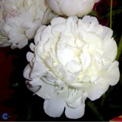 Silkepæon 'Festiva Maxima' Paeonia Lactiflora 'Festiva Maxima' 3,0 Liter Potte -Sirius Butik fi10882 paeonia lactiflora festiva maxima 1a9d