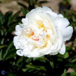 Silkepæon 'Festiva Maxima' Paeonia Lactiflora 'Festiva Maxima' 3,0 Liter Potte -Sirius Butik fi10882 paeonia lactiflora festiva maxima 3e7a