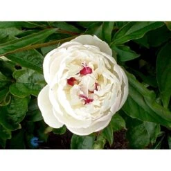 Silkepæon 'Festiva Maxima' Paeonia Lactiflora 'Festiva Maxima' 3,0 Liter Potte -Sirius Butik fi10882 paeonia lactiflora festiva maxima edee