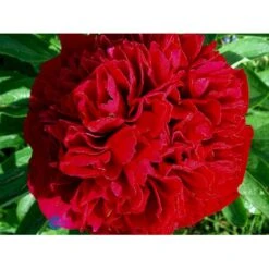 Silkepæon 'Karl Rosenfield' Paeonia Lactiflora 'Karl Rosenfield' 3,0 Liter Potte -Sirius Butik fi10892 paeonia lactiflora karl rosenfield 3d99
