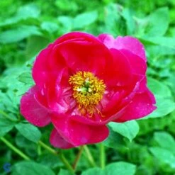 Silkepæon 'Paula Fay' Paeonia Lactiflora 'Paula Fay' 3,0 Liter Potte -Sirius Butik fi10901 paeonia lactiflora paula fay ae14