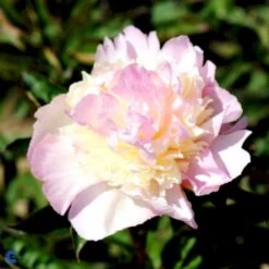 Silkepæon 'Raspberry Sundae' Paeonia Lactiflora 'Raspberry Sundae' 3,0 Liter Potte -Sirius Butik fi10904 paeonia lactiflora raspberry sundae 5972