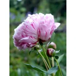 Silkepæon 'Sarah Bernhard' Paeonia Lactiflora 'Sarah Bernhard' 3,5 Liter Potte -Sirius Butik fi10908 paeonia lactiflora sarah bernhardt 28b3