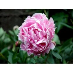 Silkepæon 'Sarah Bernhard' Paeonia Lactiflora 'Sarah Bernhard' 3,5 Liter Potte -Sirius Butik fi10908 paeonia lactiflora sarah bernhardt 54ea