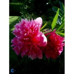 Silkepæon 'Sarah Bernhard' Paeonia Lactiflora 'Sarah Bernhard' 3,5 Liter Potte -Sirius Butik fi10908 paeonia lactiflora sarah bernhardt 742b