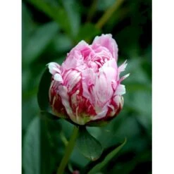 Silkepæon 'Sarah Bernhard' Paeonia Lactiflora 'Sarah Bernhard' 3,5 Liter Potte -Sirius Butik fi10908 paeonia lactiflora sarah bernhardt 920f