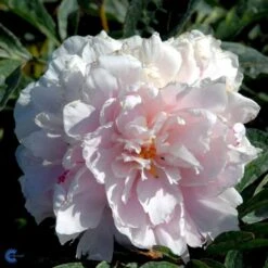 Silkepæon 'Sarah Bernhard' Paeonia Lactiflora 'Sarah Bernhard' 3,5 Liter Potte -Sirius Butik fi10908 paeonia lactiflora sarah bernhardt 9b40