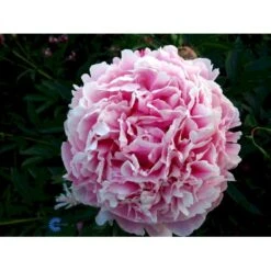 Silkepæon 'Sarah Bernhard' Paeonia Lactiflora 'Sarah Bernhard' 3,5 Liter Potte -Sirius Butik fi10908 paeonia lactiflora sarah bernhardt eb2c