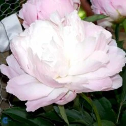 Silkepæon 'Shirley Temple' Paeonia Lactiflora 'Shirley Temple' 3,5 Liter Potte -Sirius Butik fi10910 paeonia lactiflora shirley temple 89ce