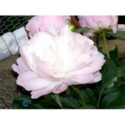 Silkepæon 'Shirley Temple' Paeonia Lactiflora 'Shirley Temple' 3,5 Liter Potte -Sirius Butik fi10910 paeonia lactiflora shirley temple d432