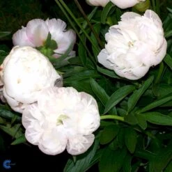 Bonderose 'Alba Plena' Paeonia Officinalis 'Alba Plena' 3,0 Liter Potte -Sirius Butik fi10924 paeonia officinalis alba plena 04de