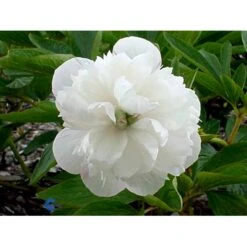 Bonderose 'Alba Plena' Paeonia Officinalis 'Alba Plena' 3,0 Liter Potte -Sirius Butik fi10924 paeonia officinalis alba plena 7059