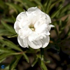 Bonderose 'Alba Plena' Paeonia Officinalis 'Alba Plena' 3,0 Liter Potte -Sirius Butik fi10924 paeonia officinalis alba plena 9f96