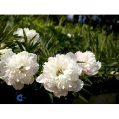 Bonderose 'Alba Plena' Paeonia Officinalis 'Alba Plena' 3,0 Liter Potte -Sirius Butik fi10924 paeonia officinalis alba plena ce15