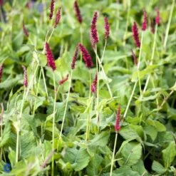 Kertepileurt 'Fat Domino' Persicaria Amplexicaulis 'Fat Domino' Potte 2 Liter. 7 Kertepileurt 'Fat Domino' Persicaria Amplexicaulis 'Fat Domino' Potte 2 Liter. -Sirius Butik fi11133 persicaria amplexicaulis fat domino 887c