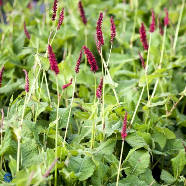 Kertepileurt 'Fat Domino' Persicaria Amplexicaulis 'Fat Domino' Potte 2 Liter. 4 Kertepileurt 'Fat Domino' Persicaria Amplexicaulis 'Fat Domino' Potte 2 Liter. - Billede 4
