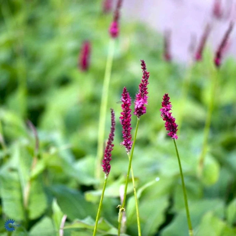 Kertepileurt 'Fat Domino' Persicaria Amplexicaulis 'Fat Domino' Potte 2 Liter. 3 Kertepileurt 'Fat Domino' Persicaria Amplexicaulis 'Fat Domino' Potte 2 Liter. - Billede 3