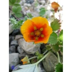 Staudepotentil Potentilla Atro. Var. Argyrophylla 1 Liter Potte -Sirius Butik fi11540 potentilla atro var argyrophylla dee5