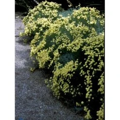 Cypresurt Santolina Chamaecyparissus 12 Cm Potte -Sirius Butik fi12009 santolina chamaecyparissus 0af4