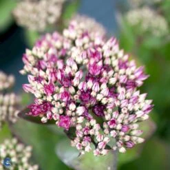 Sankthansurt 'Class Act' Sedum Hybrid 'Class Act'® 1 Liter Potte -Sirius Butik fi12271 sedum class act r e19d