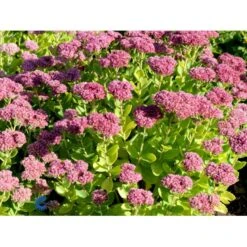 Sankthansurt 'Herbstfreude' Sedum Telephium 'Herbstfreude' 1 Liter Potte -Sirius Butik fi12375 sedum telephium x spec herbstfreude 8483