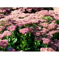 Sankthansurt 'Herbstfreude' Sedum Telephium 'Herbstfreude' 1 Liter Potte -Sirius Butik fi12375 sedum telephium x spec herbstfreude b06e