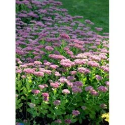Sankthansurt 'Herbstfreude' Sedum Telephium 'Herbstfreude' 1 Liter Potte -Sirius Butik fi12375 sedum telephium x spec herbstfreude f80b