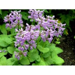 Storbladet Lammeøre 'Big Ears' Stachys Byzantina 'Big Ears' 1 Liter Potte -Sirius Butik fi12586 stachys grandiflora 7a86