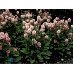 Storbladet Lammeøre 'Big Ears' Stachys Byzantina 'Big Ears' 1 Liter Potte -Sirius Butik fi12586 stachys grandiflora 80cd