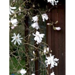 Stjernemagnolia 'Rosea' Magnolia Stellata 'Rosea' Opstammet 130 Cm, 12 Liter Potte -Sirius Butik fi13517 magnolia stellata rosea 72b2