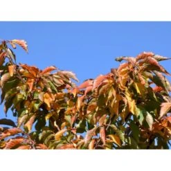 Japansk Bjergkirsebær Prunus Nipponica 'Brillant' Opstammet 50 Cm. 7,5 Liter Potte -Sirius Butik fi13567 prunus nipponica hachimantai c035