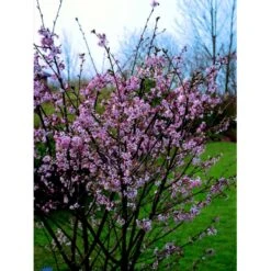 Japansk Bjergkirsebær Prunus Nipponica 'Brillant' Opstammet 50 Cm. 7,5 Liter Potte -Sirius Butik fi13567 prunus nipponica hachimantai e6cd