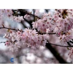 Oktoberkirsebær Prunus Subhirtella Autumnalis Med Klump,- 125-150 Cm. -Sirius Butik fi13584 prunus subhirtella autumnalis b14c