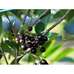 Storfrugtet Surbær 'Hugin' Aronia Melanocarpa 'Hugin' Potte 3,0 Liter,- Opbundet 12 Storfrugtet Surbær 'Hugin' Aronia Melanocarpa 'Hugin' Potte 3,0 Liter,- Opbundet -Sirius Butik fi13770 aronia melanocarpa hugin 42ef