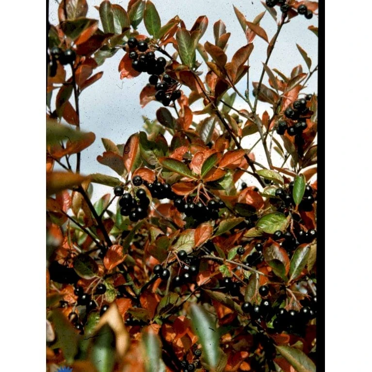 Storfrugtet Surbær 'Hugin' Aronia Melanocarpa 'Hugin' Potte 3,0 Liter,- Opbundet 7 Storfrugtet Surbær 'Hugin' Aronia Melanocarpa 'Hugin' Potte 3,0 Liter,- Opbundet - Billede 7