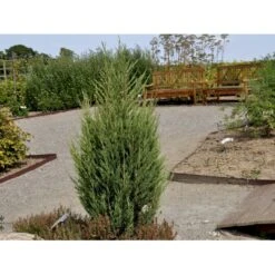 Almindelig Enebær 'Suecica' Juniperus Communis 'Suecica' Potte 3,0 Liter,- 40-60 Cm. -Sirius Butik fi1398 juniperus communis suecica 3f1c