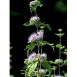 Blåskæg 'Kew Blue' Caryopteris Clandonensis 'Kew Blue' Potte 4,0 Liter,- 30-40 Cm. 7 Blåskæg 'Kew Blue' Caryopteris Clandonensis 'Kew Blue' Potte 4,0 Liter,- 30-40 Cm. -Sirius Butik fi14205 caryopteris clandon kew blue 5fd6