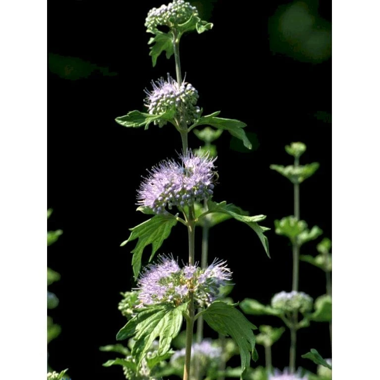 Blåskæg 'Kew Blue' Caryopteris Clandonensis 'Kew Blue' Potte 4,0 Liter,- 30-40 Cm. 4 Blåskæg 'Kew Blue' Caryopteris Clandonensis 'Kew Blue' Potte 4,0 Liter,- 30-40 Cm. - Billede 4