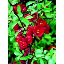 Japansk Kvæde 'Crimson And Gold' Chaenomeles Hyb. 'Crimson And Gold' 3,5 Liter Potte -Sirius Butik fi14255 chaenomeles hyb crimson and gold 4701