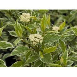 Hvidbroget Kornel 'Sibirica Variegata' Cornus Alba 'Sibirica Variegata' Potte 6,5 Liter 50-60 Cm. -Sirius Butik fi14313 cornus alba sibirica variegata b7d8