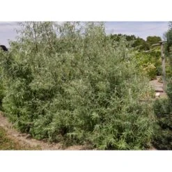 Smalbladet Sølvblad Elaeagnus Angustifolia Solitær Busk 125-150 Cm., Med Klump 5 Smalbladet Sølvblad Elaeagnus Angustifolia Solitær Busk 125-150 Cm., Med Klump -Sirius Butik fi14582 elaeagnus angustifolia 0be2