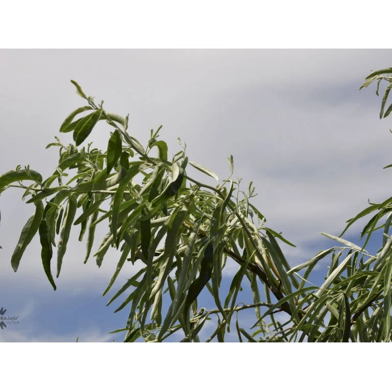 Smalbladet Sølvblad Elaeagnus Angustifolia Solitær Busk 125-150 Cm., Med Klump 1 Smalbladet Sølvblad Elaeagnus Angustifolia Solitær Busk 125-150 Cm., Med Klump