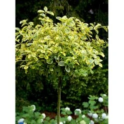 Benved 'Canadale Gold' Euonymus Japonica 'Canadale Gold' Opstammet 120 Cm. Med Potte -Sirius Butik fi14786 euonymus fortunei canadale gold 1168
