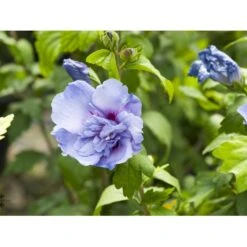 Syrisk Rose 'Blue Chiffon' Hibiscus Syriacus 'Blue Chiffon' Potte 4,0 Liter,- 50-60 Cm. -Sirius Butik fi14996 hibiscus syriacus blue chiffon aa4a