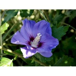 Syrisk Rose 'Marina' Hibiscus Syriacus 'Marina' Potte 4,0 Liter,- 50-60 Cm. -Sirius Butik fi15012 hibiscus syriacus marina 5337