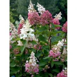 Syrén-Hortensia 'Pinky-Winky' ® Hydrangea Paniculata 'Pinky-winky' ® Potte 4,0 Liter,- 40-50 Cm. -Sirius Butik fi15201 hydrangea paniculata pinky winky 007d