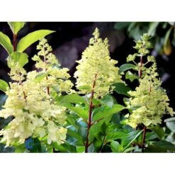 Syrén-Hortensia 'Pinky-Winky' ® Hydrangea Paniculata 'Pinky-winky' ® Potte 4,0 Liter,- 40-50 Cm. -Sirius Butik fi15201 hydrangea paniculata pinky winky ee93