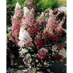 Syrén-Hortensia 'Pinky-Winky' ® Hydrangea Paniculata 'Pinky-winky' ® Potte 4,0 Liter,- 40-50 Cm. -Sirius Butik fi15201 hydrangea paniculata pinky winky f9a8