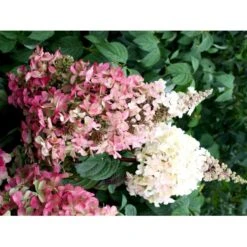Syrén-Hortensia 'Pinky-Winky' ® Hydrangea Paniculata 'Pinky-winky' ® Potte 4,0 Liter,- 40-50 Cm. -Sirius Butik fi15201 hydrangea paniculata pinky winky fe50