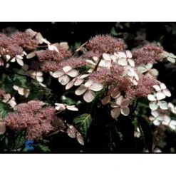 Japansk Hortensia 'Bluebird' Hydrangea Serrata 'Bluebird' 3,5 Liter Potte -Sirius Butik fi15219 hydrangea serrata bluebird 922a